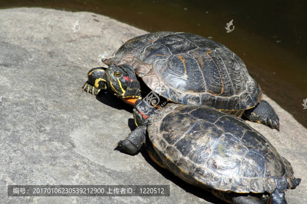 烏龜曬太陽(yáng)