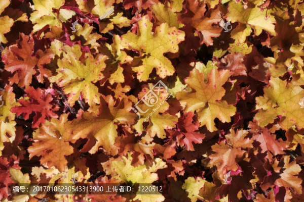五顏六色的樹(shù)葉-匯圖網(wǎng) www.fosd68.com 五顏六色的樹(shù)葉
