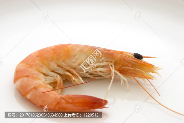 大蝦-匯圖網(wǎng) www.fosd68.com 大蝦