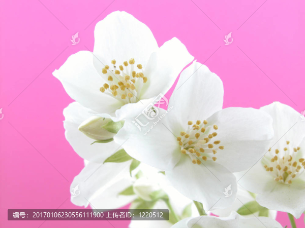 茉莉