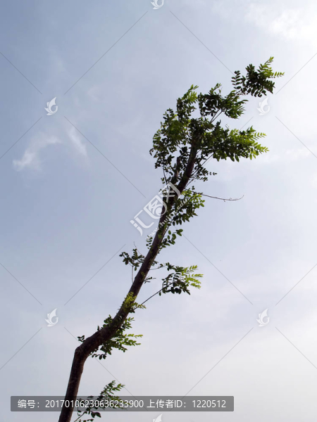 樹