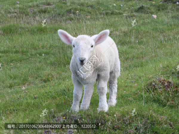 羊天空之島；蘇格蘭