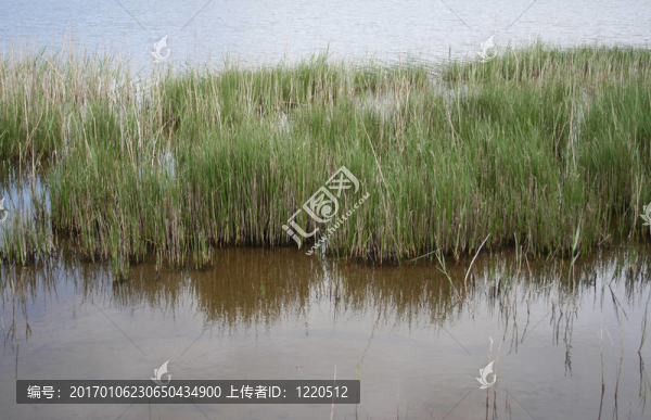 蘆葦湖