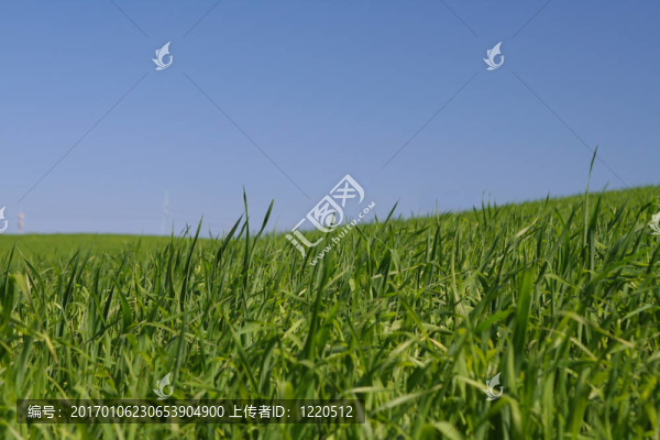 豐富的綠色草地間