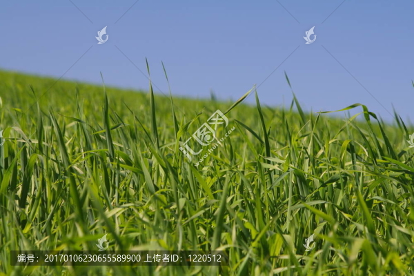 豐富的綠色草地間