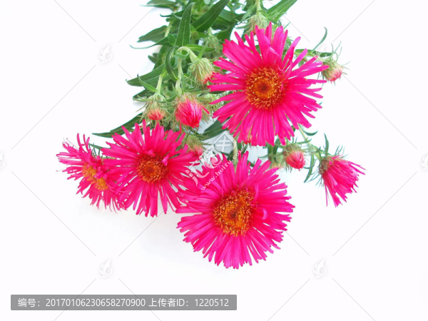 粉紅色的菊花