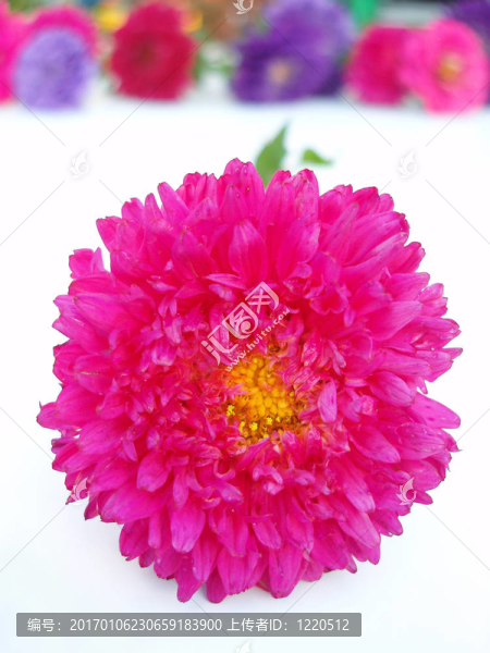 粉紅色的菊花