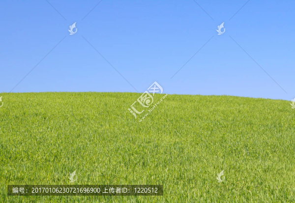 明亮的草地