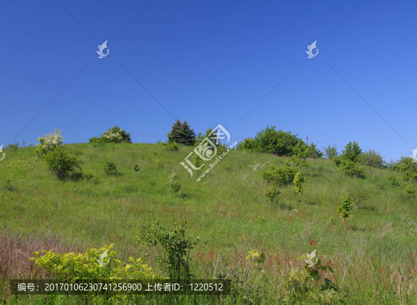 小山上的草地