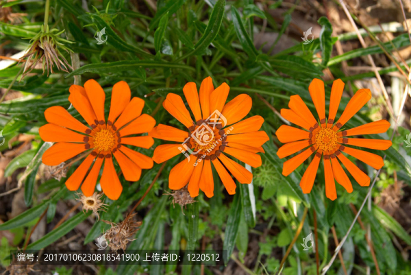 橙色雛菊-匯圖網(wǎng) www.fosd68.com 橙色雛菊