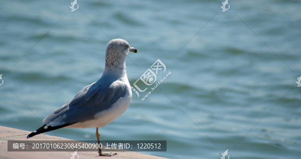 鳥在飛行