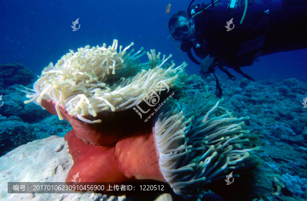 潛水員和銀蓮花