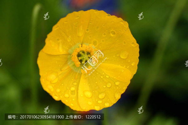 關(guān)閉的花