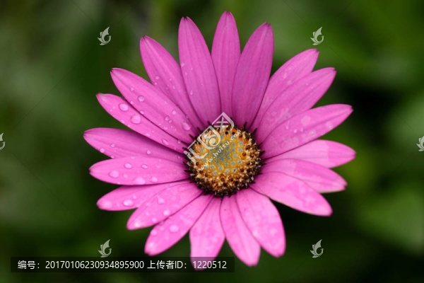 關(guān)閉的花