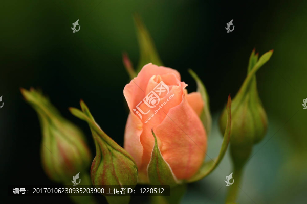 關閉軟玫瑰