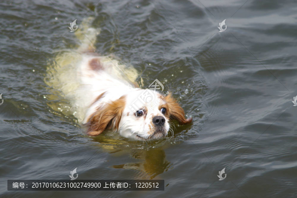 游泳王Charles,Spaniel
