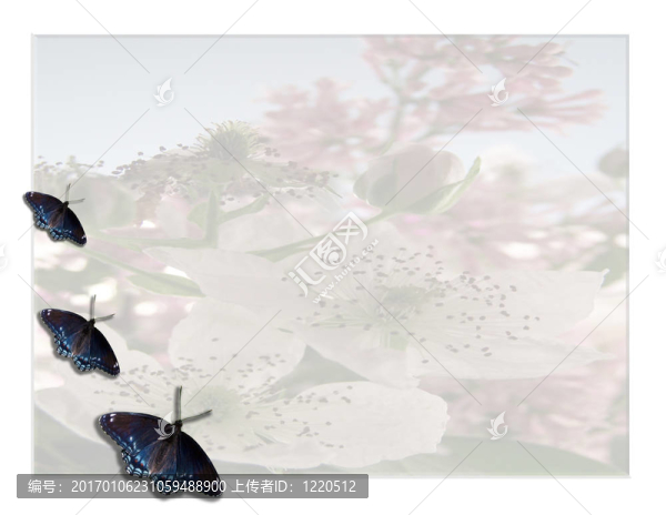 蝴蝶花