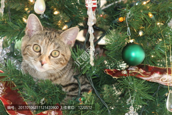 小貓的圣誕