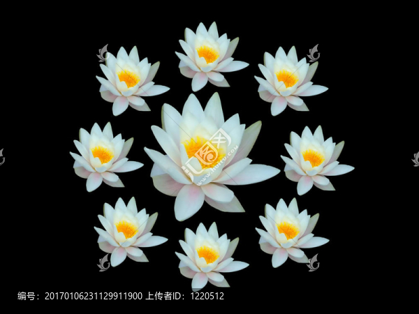 水百合冠