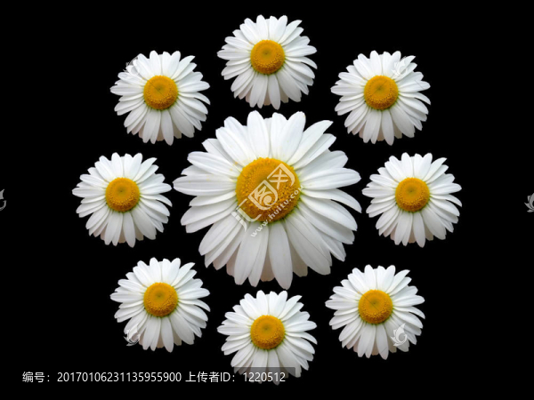 洋甘菊黑色花環(huán)