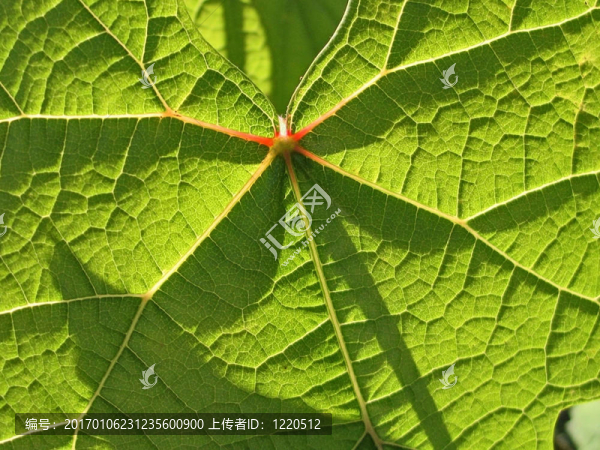 葉脈