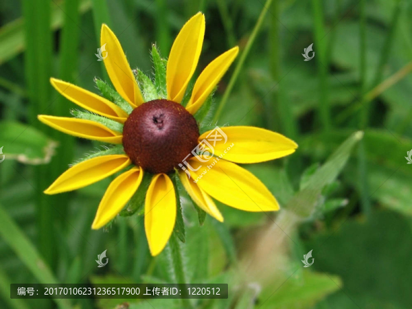 小小的花