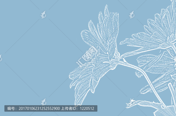 黛西粉筆插圖