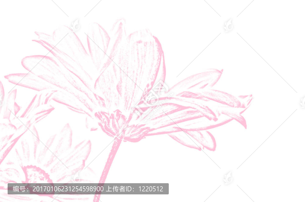 粉紅大濱菊的插圖