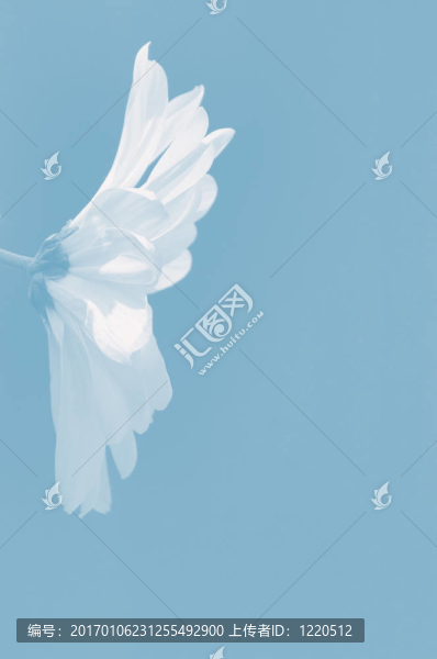 白菊花沙斯塔的月亮