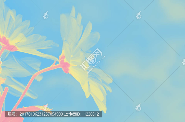月亮藝術(shù)沙斯塔雛菊花