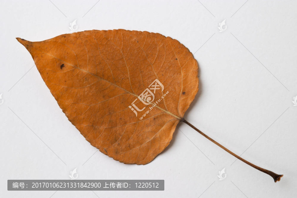 黃干葉