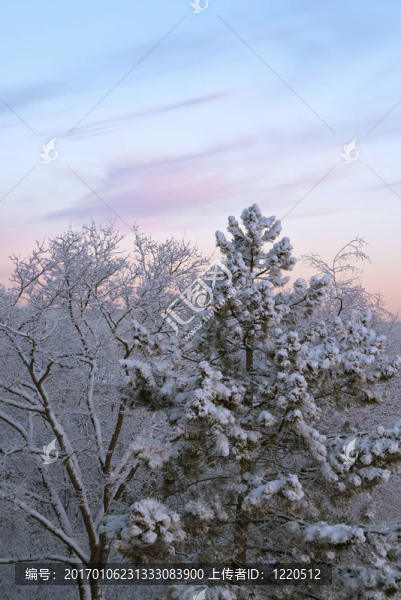 冬天的早晨