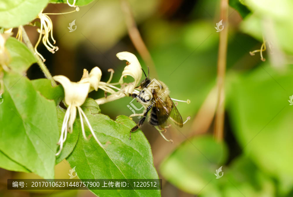 大黃蜂-匯圖網(wǎng) www.fosd68.com 大黃蜂