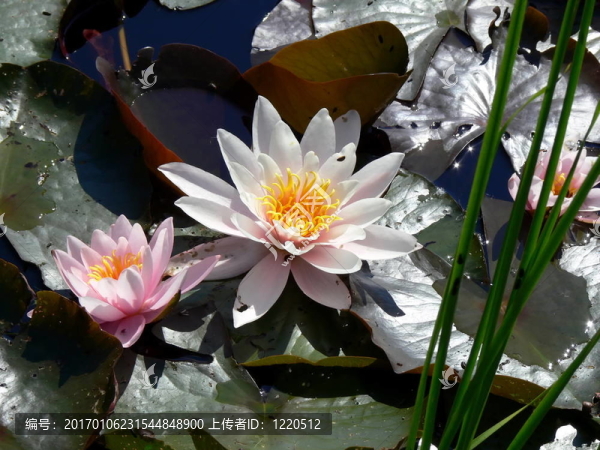 水百合和百合花