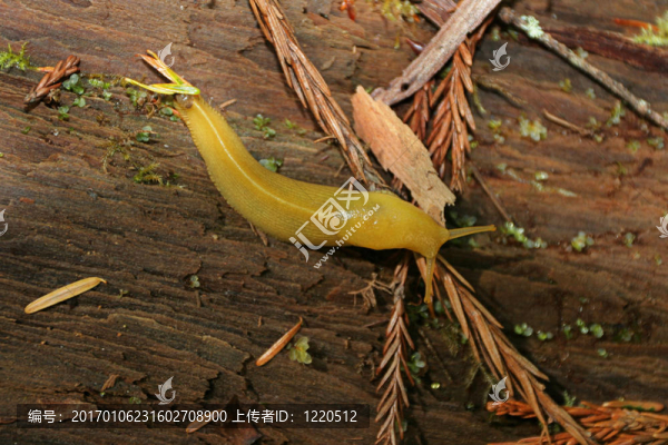 香蕉鼻涕蟲