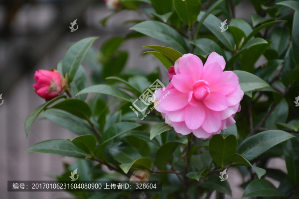 山茶花
