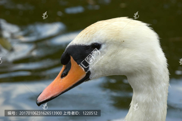 天鵝