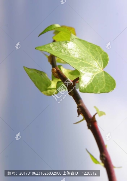植物