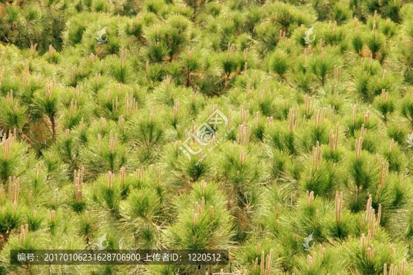 樹(shù)