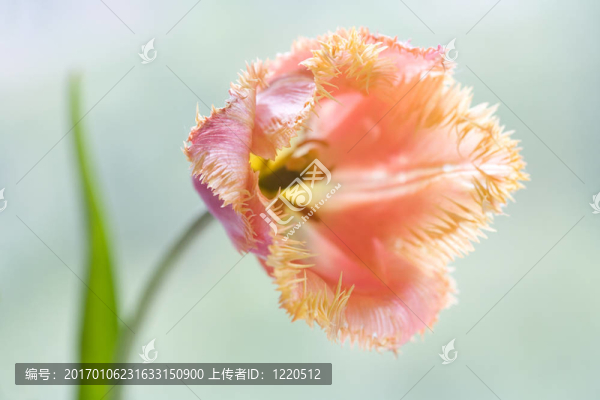 郁金香