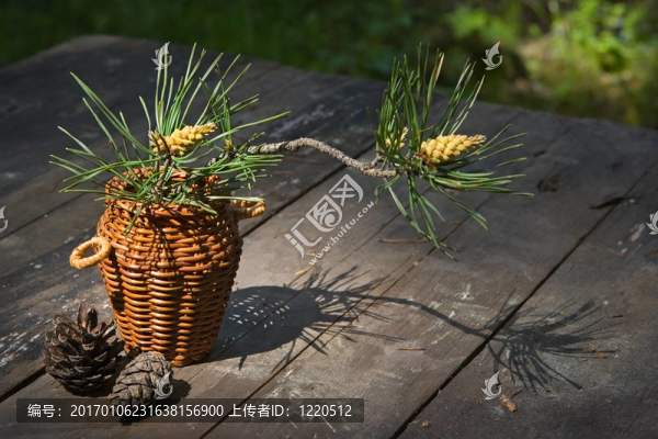 開花的樹