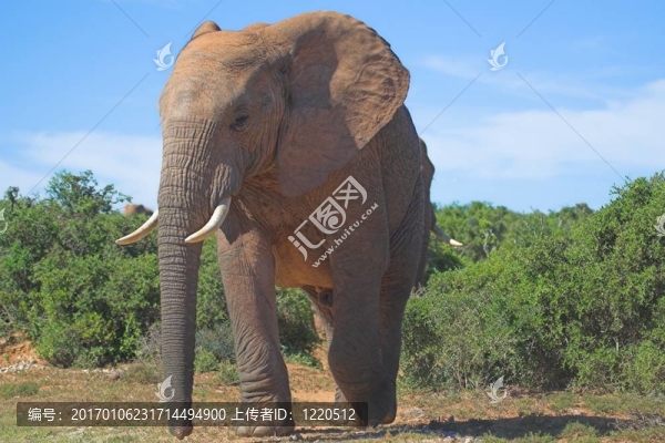 非洲大象-匯圖網(wǎng) www.fosd68.com 非洲大象