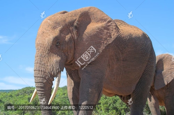 非洲大象