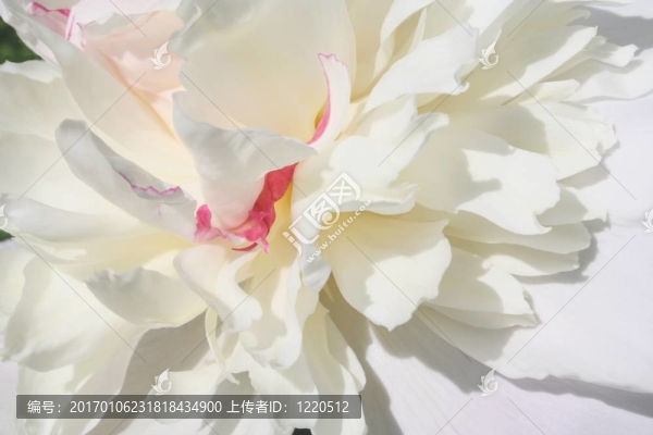 牡丹