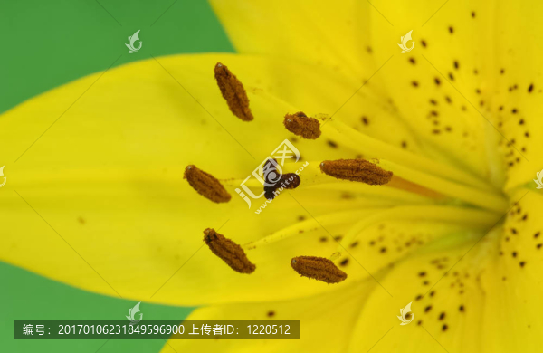 莉莉