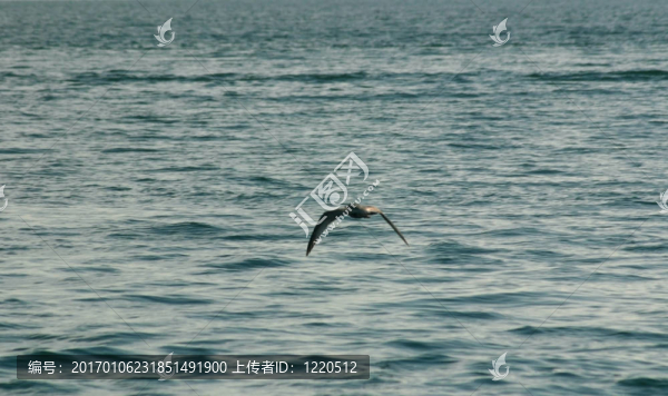 鳥(niǎo)在水面上