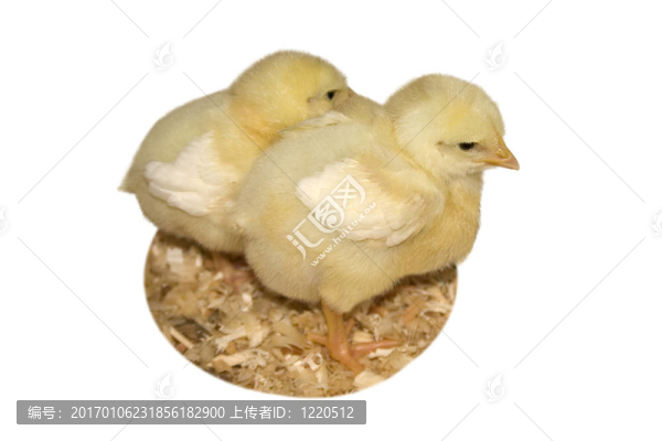小雞