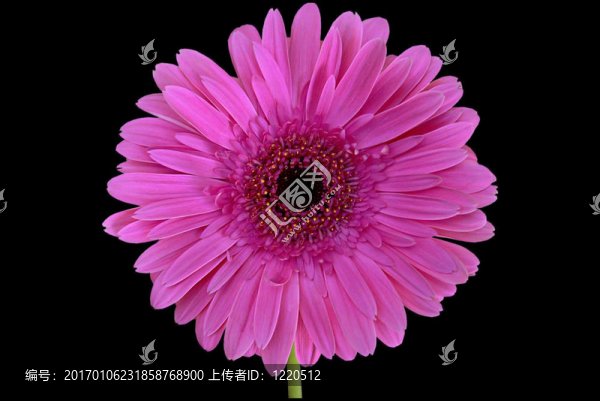 孤立Gerbera
