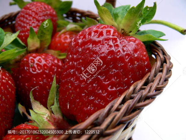 Strawberry的籃子里