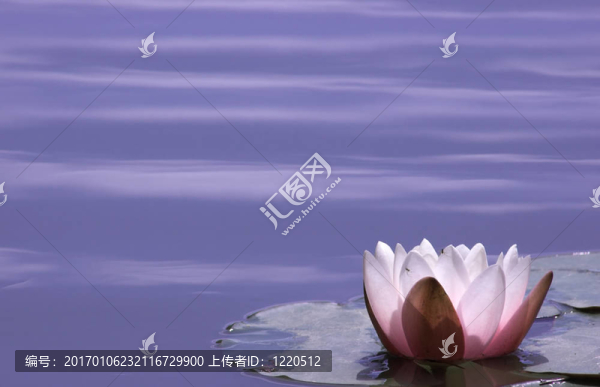 莉莉